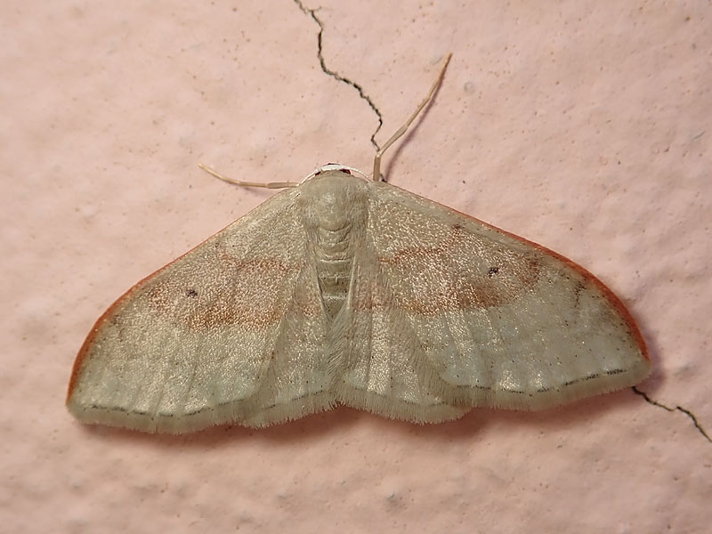 da identificare: Geometridae? - Idaea degeneraria